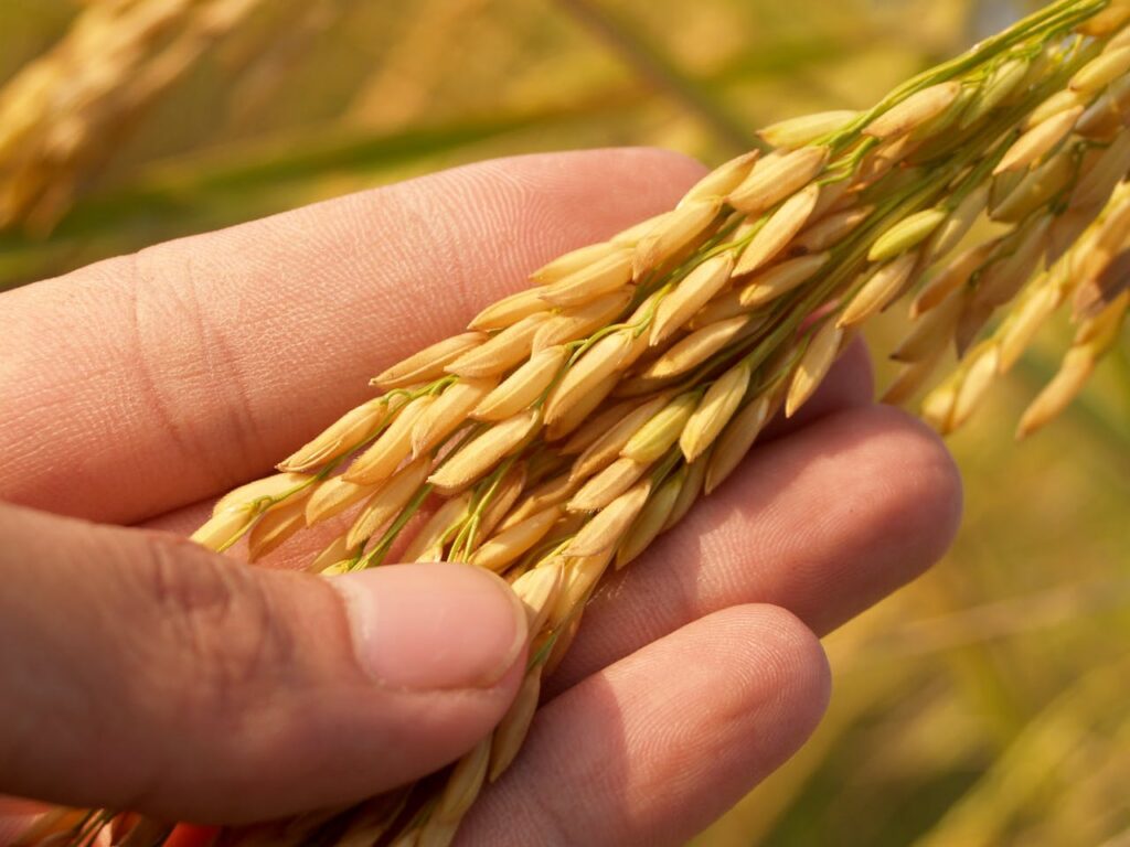 pexels photo 164504 Detailed image of a hand gently cradling ripe rice grains, symbolizing harvest and agriculture.